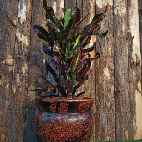 Plantas – Croton Mammy
