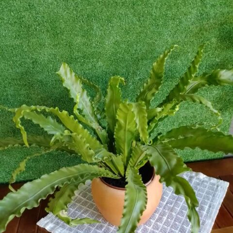 Plantas – Asplenium