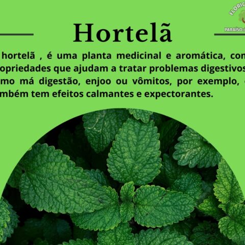 Hortelã