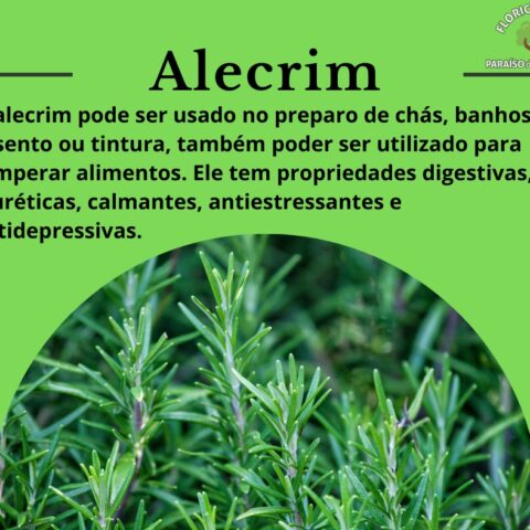 Alecrim