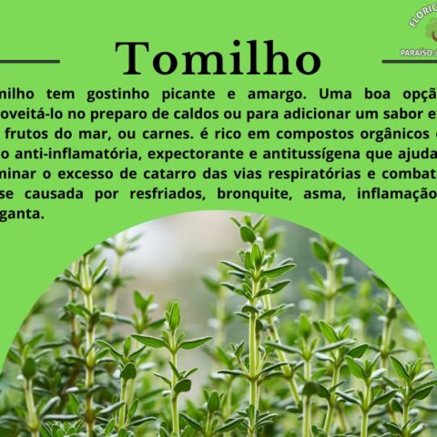 Tomilho