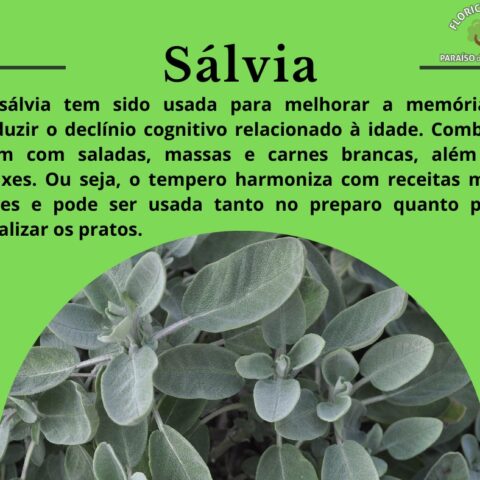 Sálvia