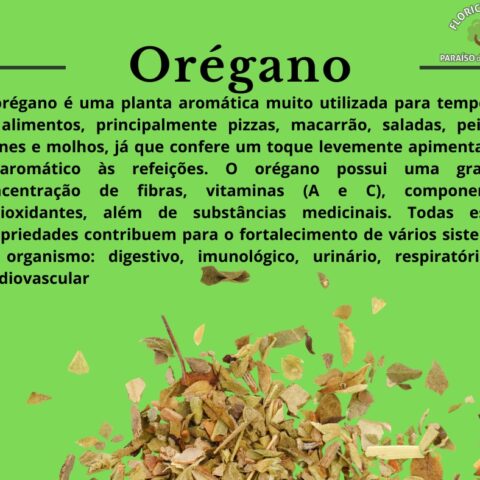 Orégano