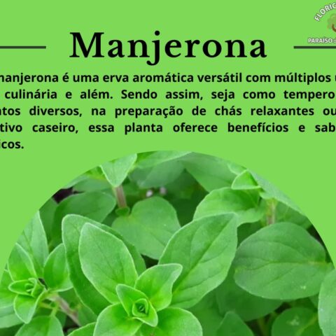 Manjerona