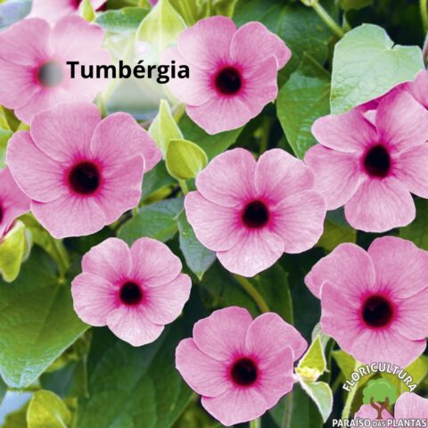 Flores – Tumbérgia