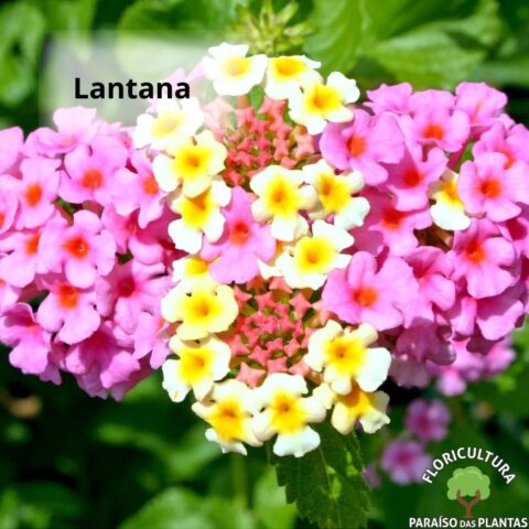 Flores – Lantana