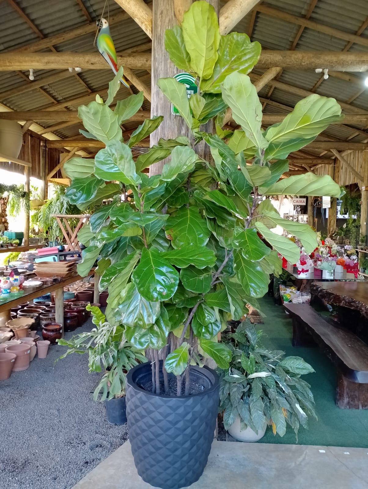 Plantas – Ficus Lyrata