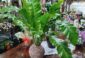 Plantas –...