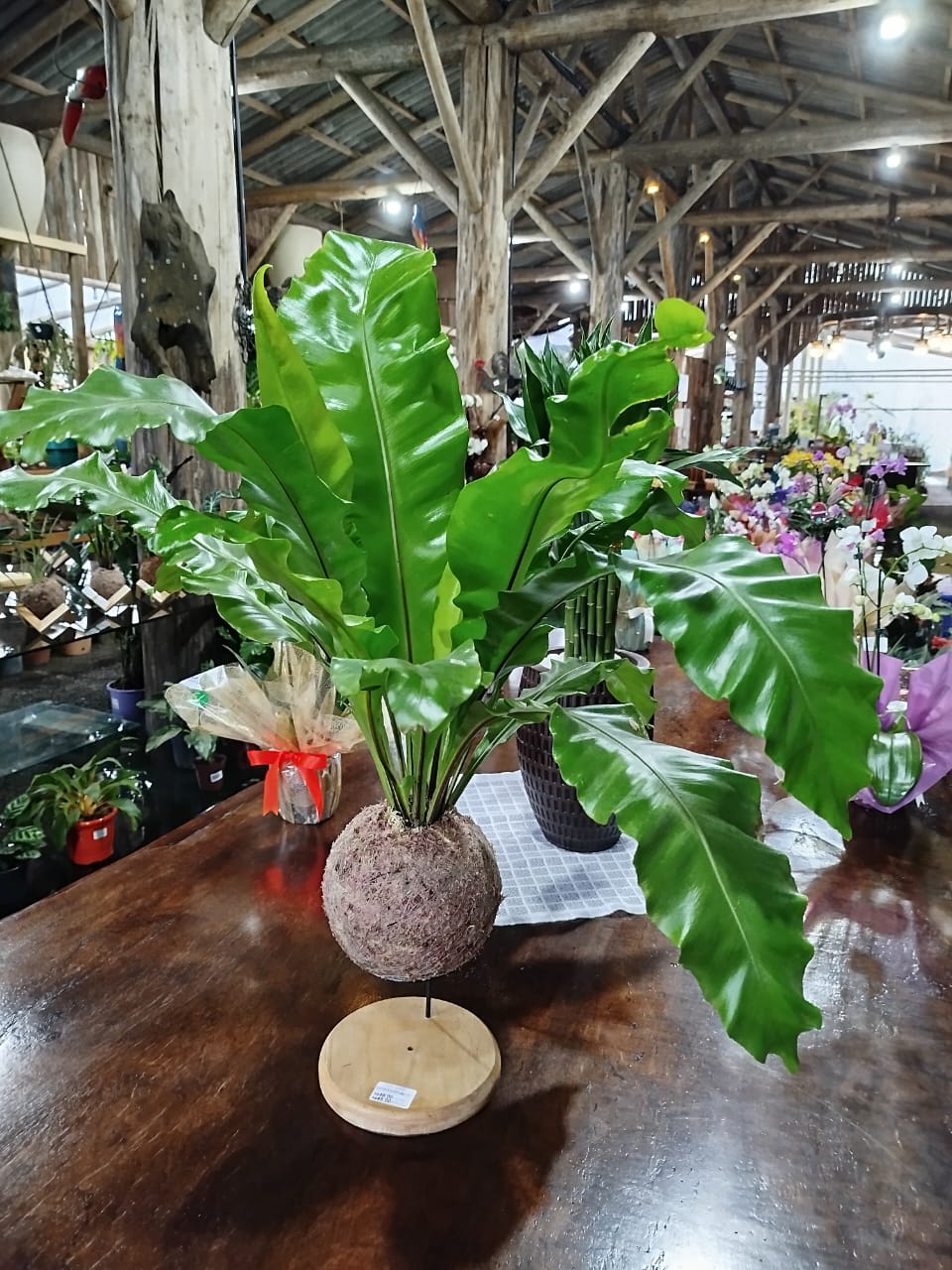 Plantas – Kokedama de Asplenium