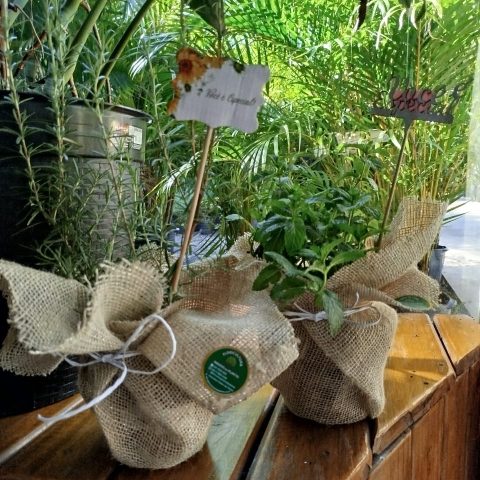 Temperos para decoração